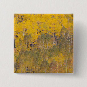 Lambert Hollow, Aspen Button