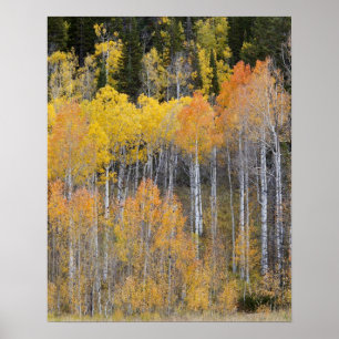 Lambert Hollow, Aspen Poster