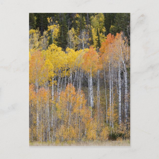 Lambert Hollow, Aspen Postkarte (Vorderseite)