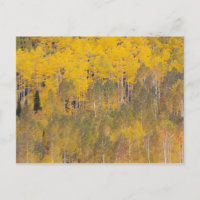 Lambert Hollow, Aspen