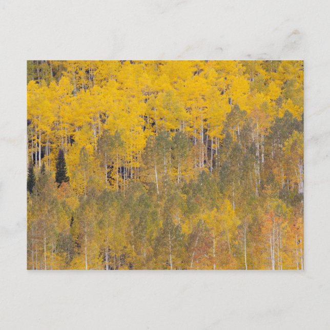 Lambert Hollow, Aspen Postkarte (Vorderseite)