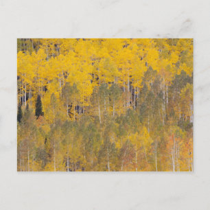 Lambert Hollow, Aspen Postkarte