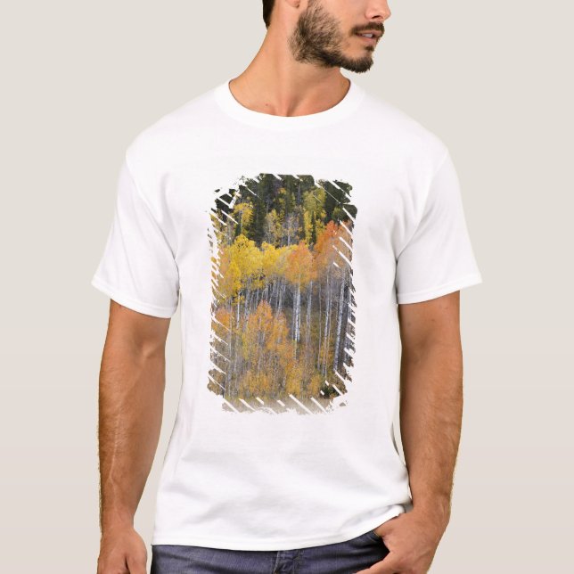 Lambert Hollow, Aspen T-Shirt (Vorderseite)