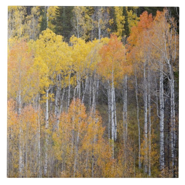 Lambert Hollow, Espen Fliese (Vorderseite)