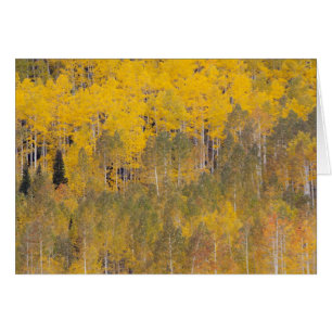 Lambert Hollow, Espenbäume