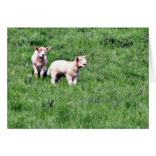 Lambs Sheep