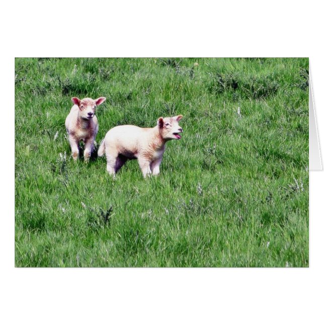 Lambs Sheep (Vorderseite (Horizontal))