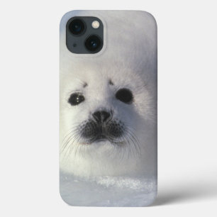 Lamentieren Sie Siegel Phoca groenlandica) A Case-Mate iPhone Hülle