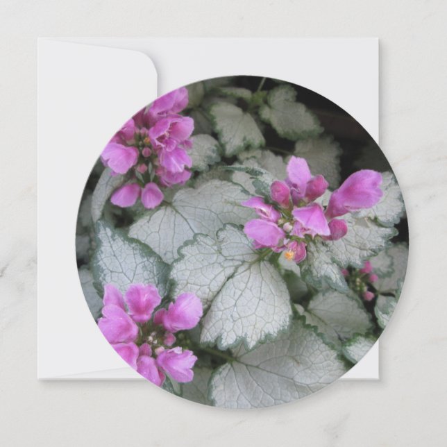 Lamium Maculatum Blume Einladung (Vorderseite)