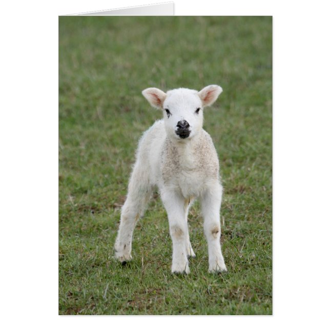 Lamm (Vorne)