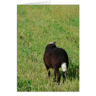 Lamm auf der Hay Meadow