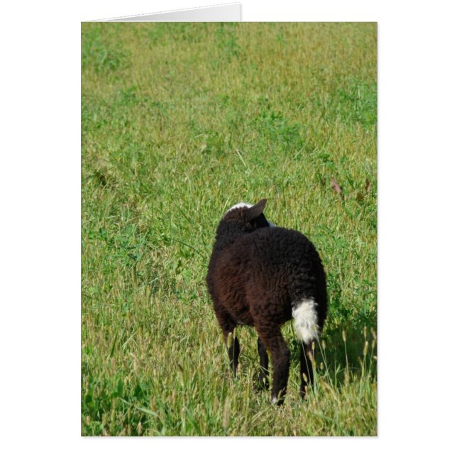 Lamm auf der Hay Meadow (Vorne)