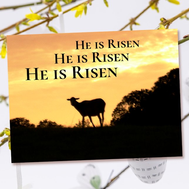 Lamm, er ist zu Ostern Risen Postkarte (Von Creator hochgeladen)