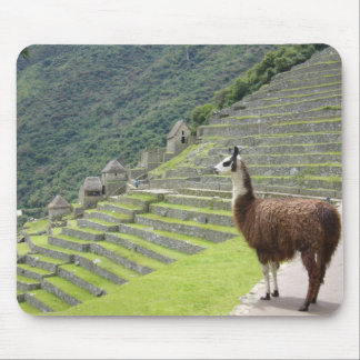 Lamm Mousepad