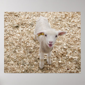 Lamm Poster