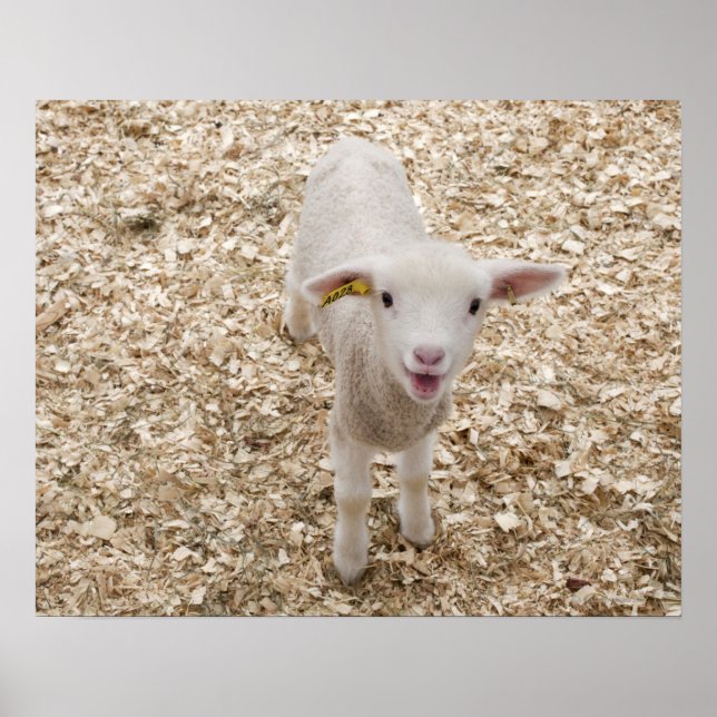 Lamm Poster (Vorne)