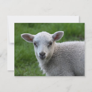 Lamm Postkarte