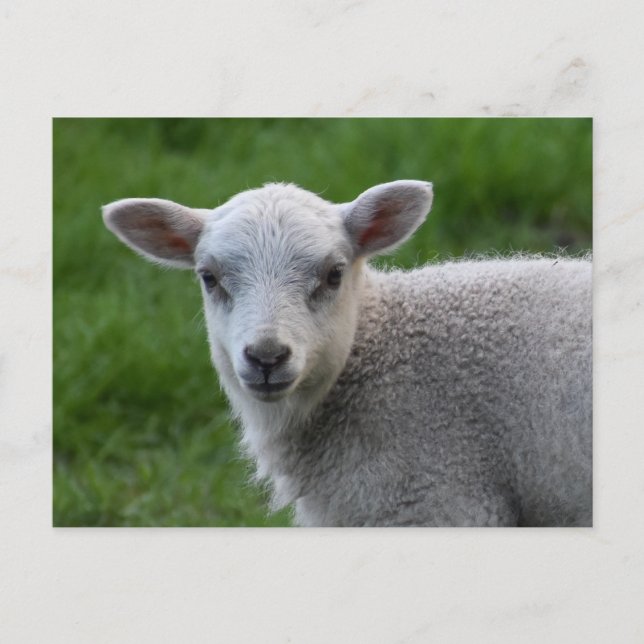 Lamm Postkarte (Vorderseite)