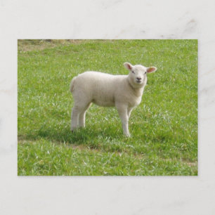 Lamm Postkarte