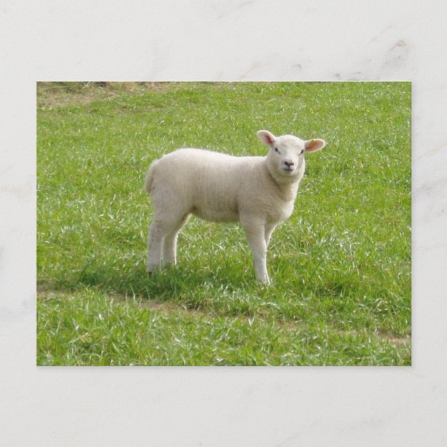 Lamm Postkarte (Vorderseite)