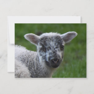 Lamm Postkarte