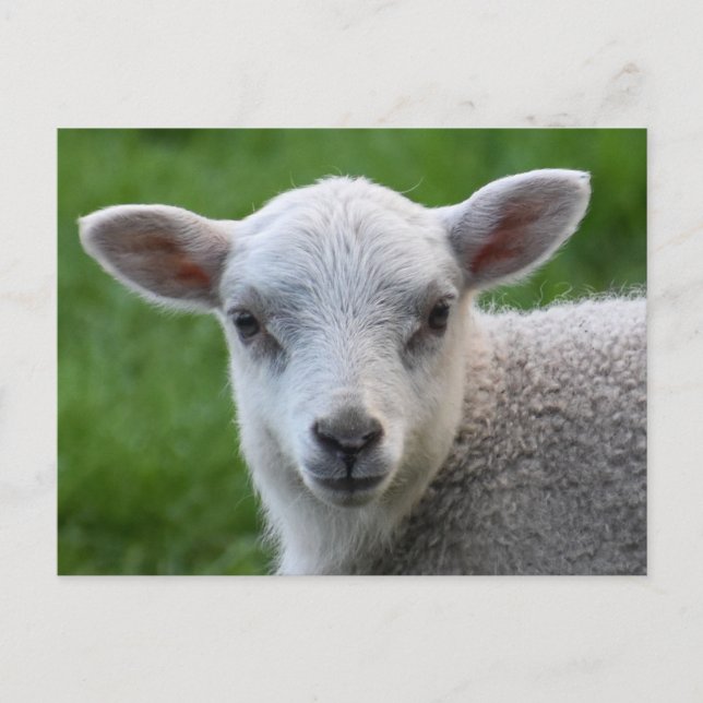 Lamm Postkarte (Vorderseite)