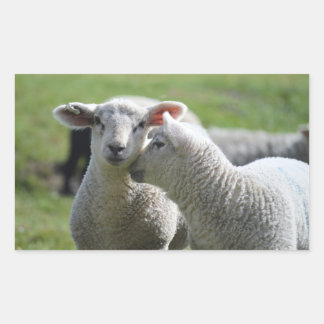 Lamm Rechteckiger Aufkleber