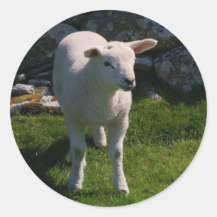 Lamm Runder Aufkleber