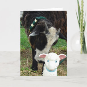 Lamm trifft Lamm zu allen Anlässen Karte