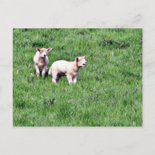 Lämmer Schafe Postkarte