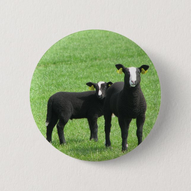 Lammetjes Button (Vorderseite)