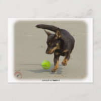 Lancashire Heeler 9R056D-248