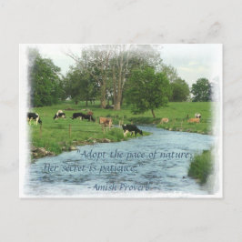 Lancaster Amish Postcard! Amish Sprichwort! KUHE Postkarte
