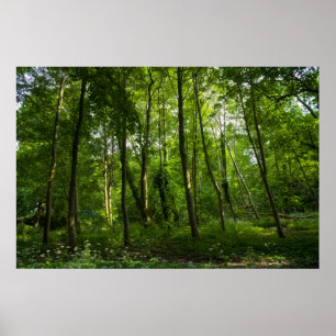 Land. Blackweir Woods, Bute Park, Cardiff Poster