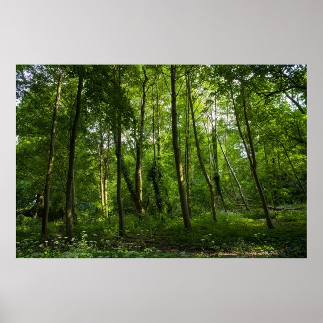 Land. Blackweir Woods, Bute Park, Cardiff Poster (Vorne)