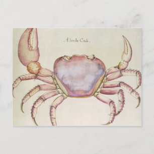 Land Crab Postkarte