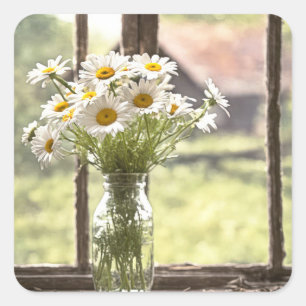 Land-Daisy-Sträußchen im Fenster Quadratischer Aufkleber