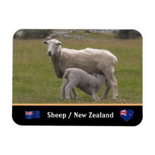 Land der Lamm- und Schafe / Neuseeland Magnet