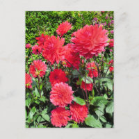 LAND GARDEN BLUME