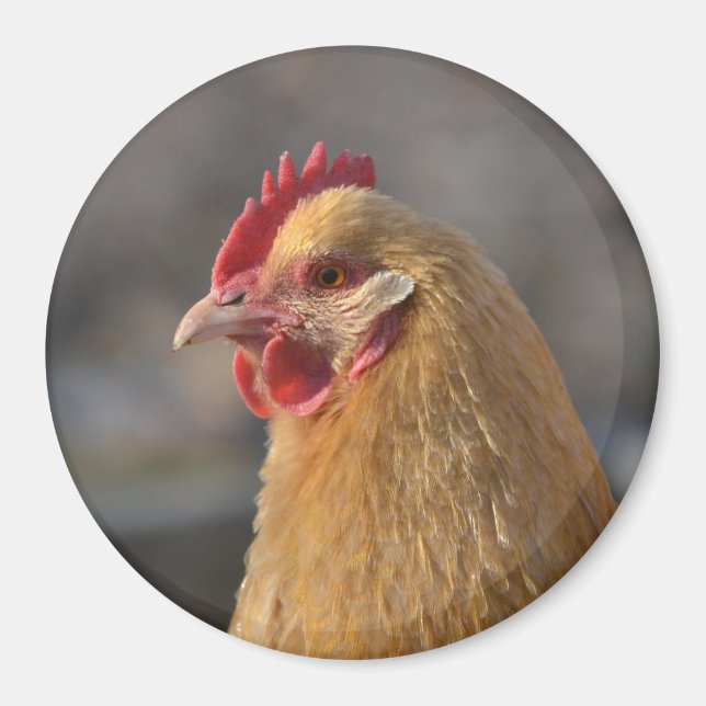 Land Hen Magnet (Vorne)