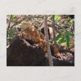 Land Iguana, North Seymour Island, Galapagos Postkarte