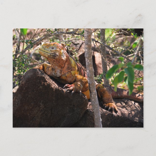 Land Iguana, North Seymour Island, Galapagos Postkarte (Vorderseite)