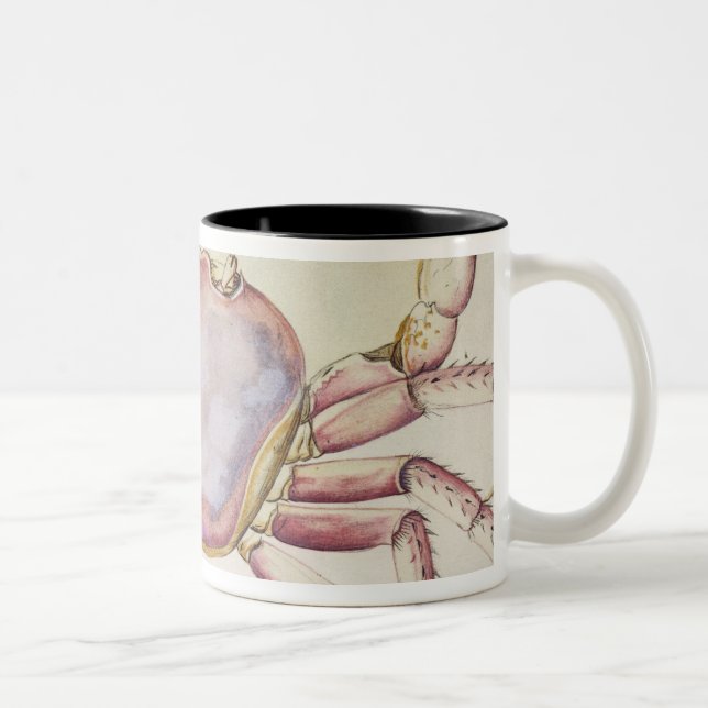Land-Krabbe Zweifarbige Tasse (Rechts)