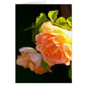 Land Peach-Rose