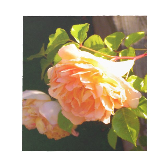 Land Peach-Rose Notizblock (Vorderseite)