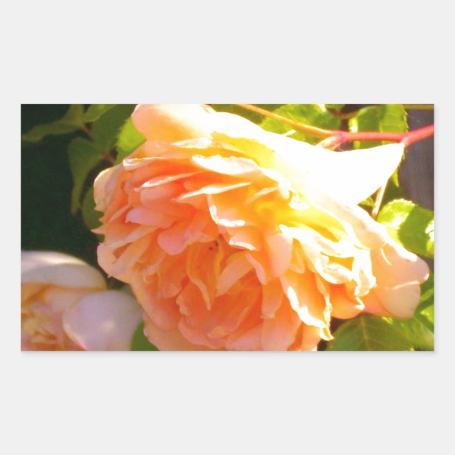 Land Peach-Rose Rechteckiger Aufkleber (Vorderseite)