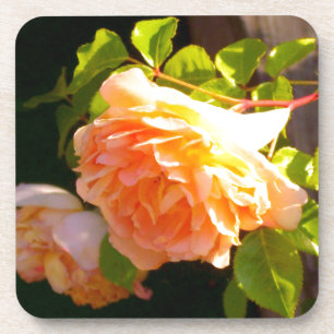 Land Peach-Rose Untersetzer