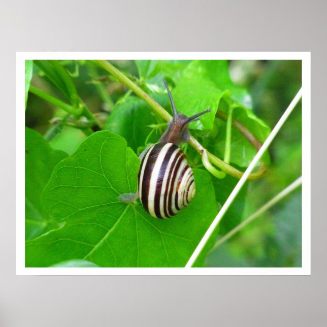 Land Snail auf einem Blatt Poster (Vorne)