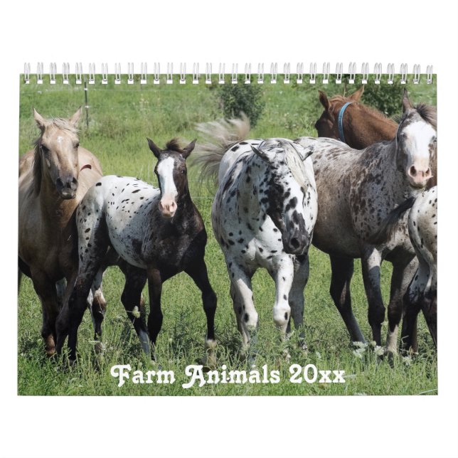 Landamerikanische Landtiere Kalender (Titelbild)