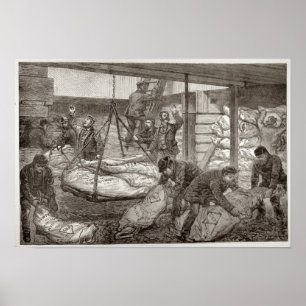 Landendes australisches gefrorenes Fleisch Poster